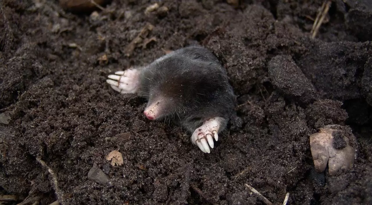 Mole