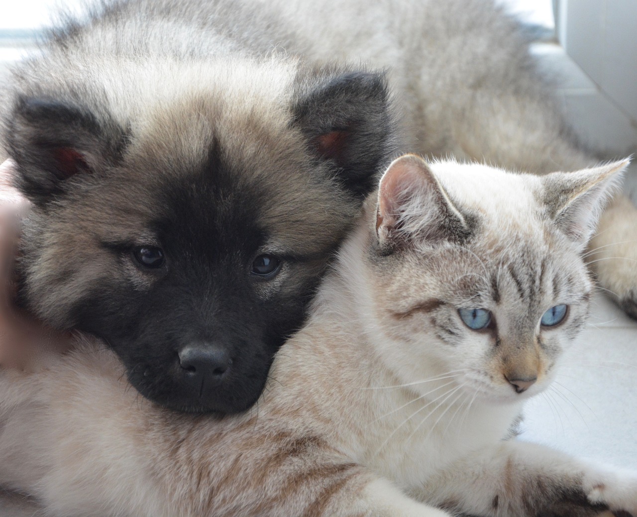 Puppy and Kitten